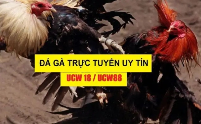 UCW88 - Sân chơi đá gà trực tuyến uy tín nhất Đông Nam Á